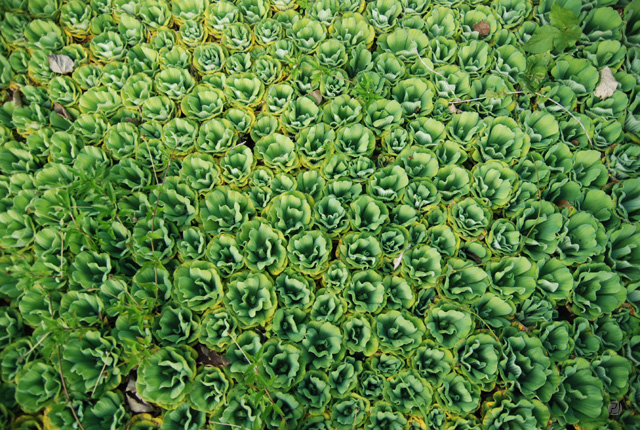 水草