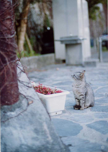 ねこ