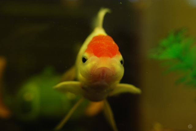ブサイク金魚